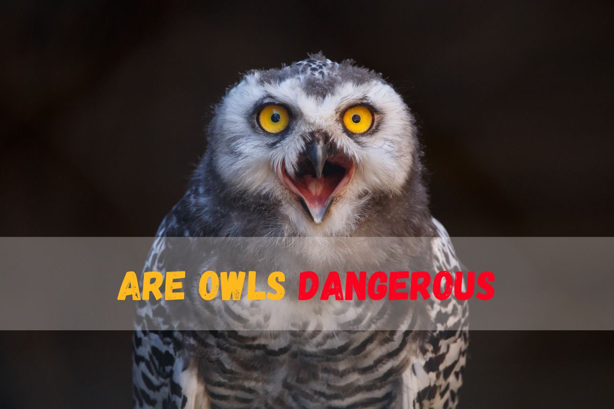 Are owls dangerous