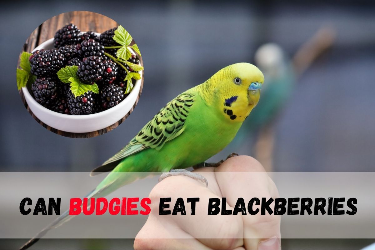 Can budgies eat blackberries