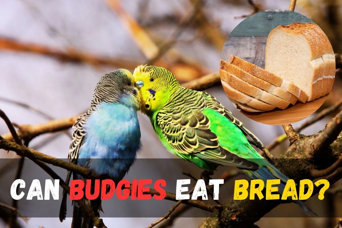 Can budgies eat bread?