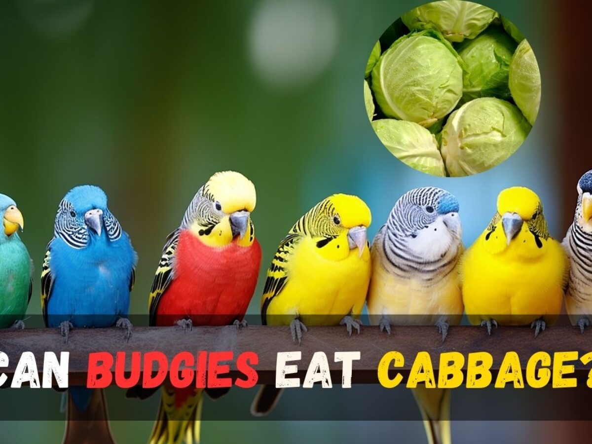 Can budgies best sale