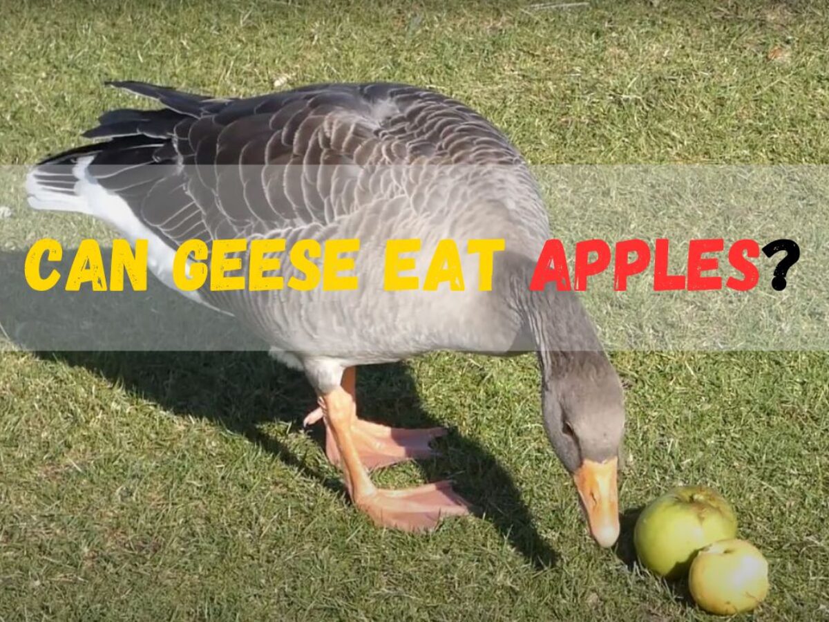 Canada geese can shop you eat grapes