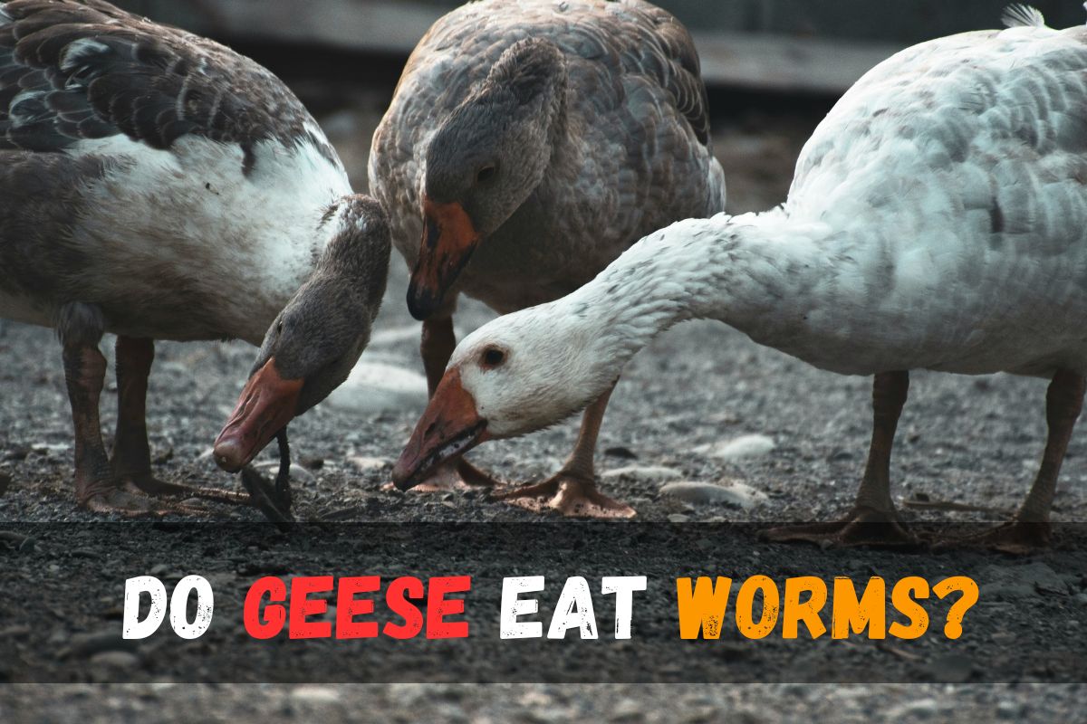 Do geese eat worms