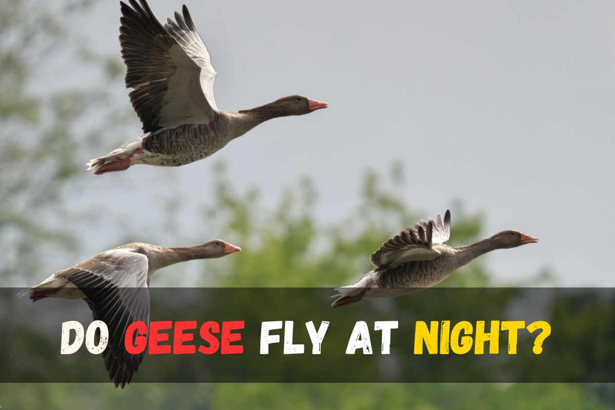 Do geese fly at night