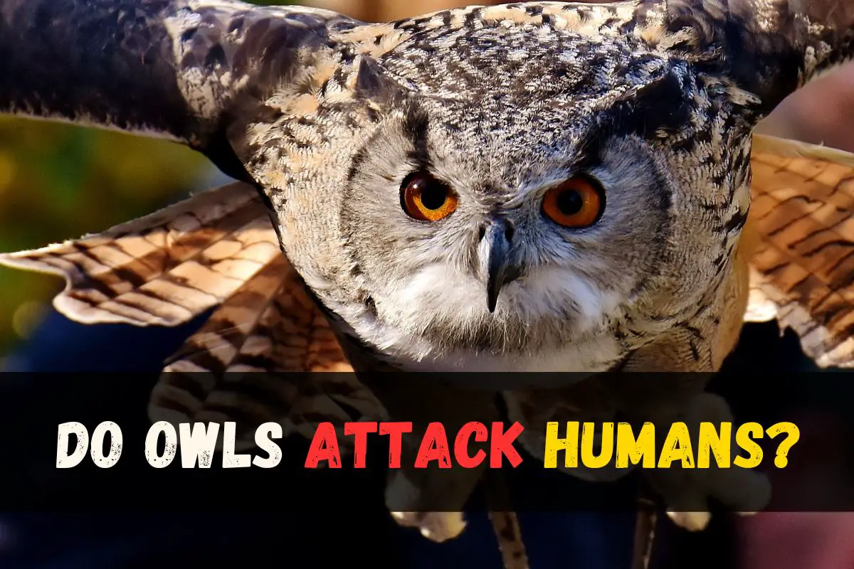 Do Owls Attack Humans? | Safety Tips & Prevention - Bird Queries