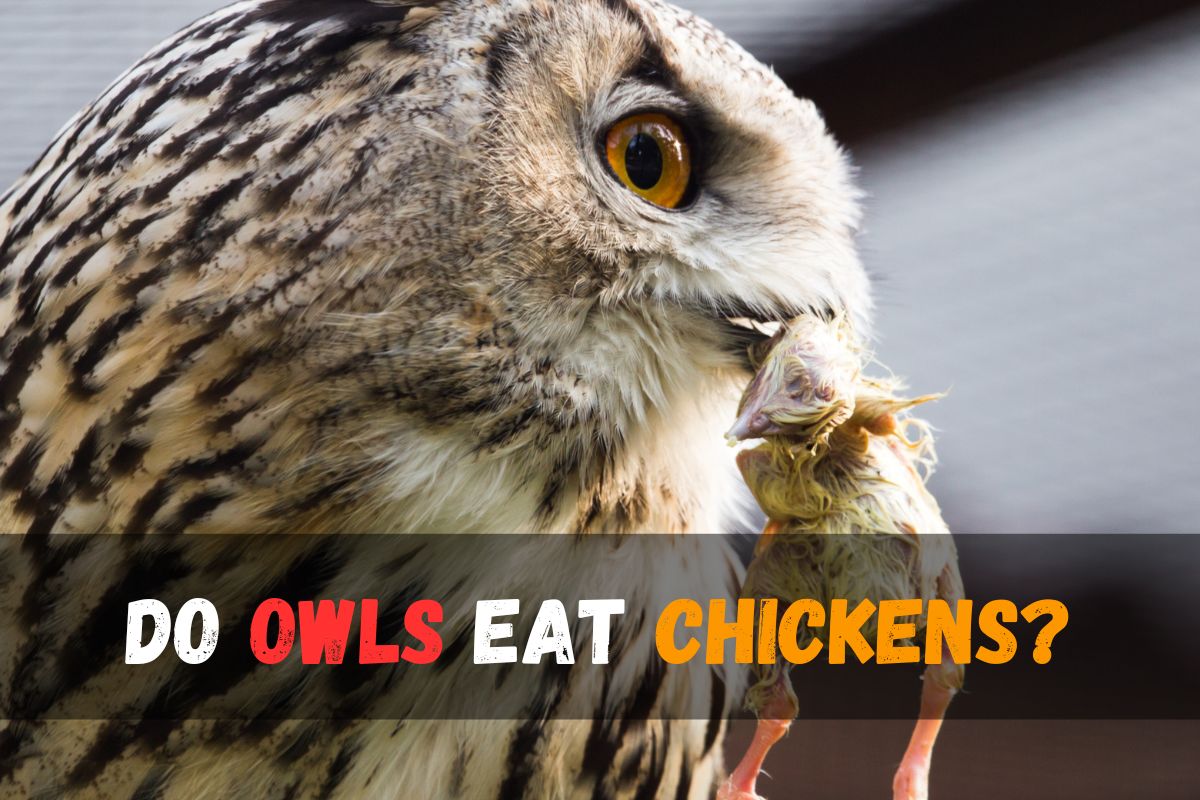 Do owls eat chickens