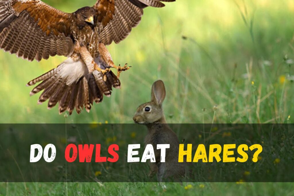 Do Owls Eat Rabbits? Unveiling Owl Hunting Habits - Bird Queries