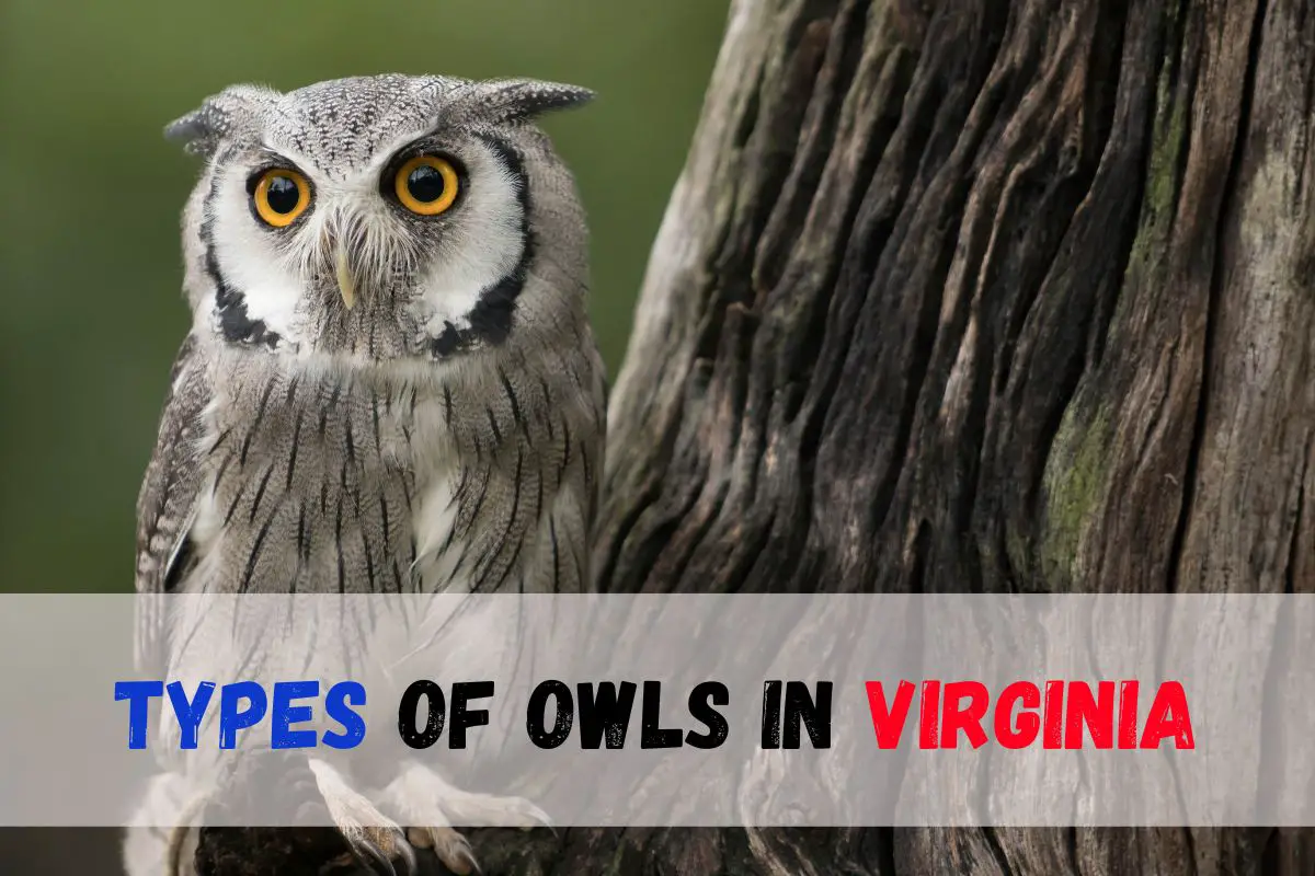 Discover the Diverse Owl Species: 8 Types of Owls in Virginia