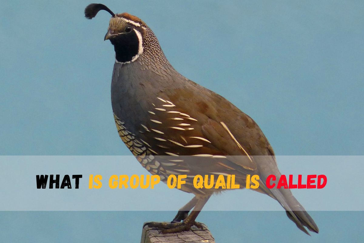 What is group of quail is called