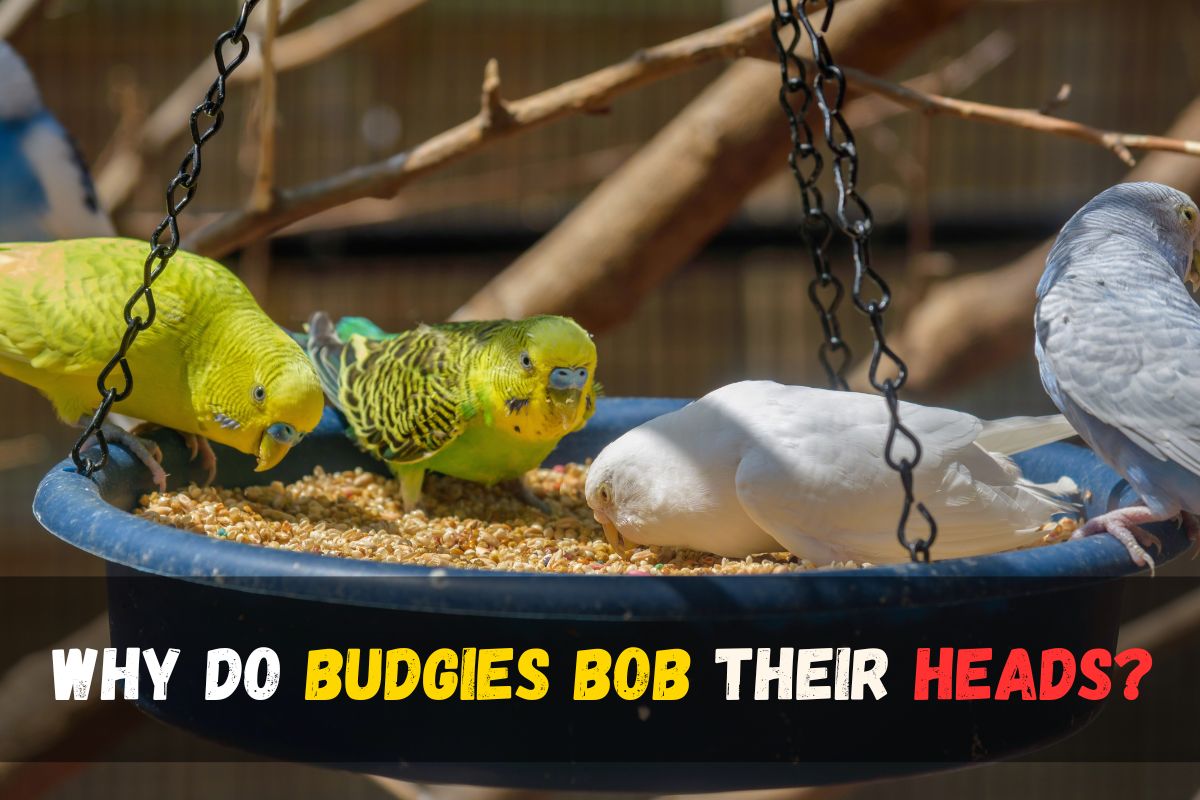Why do budgies bob their heads?