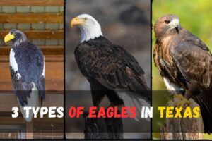 3 Types of Eagles in Texas