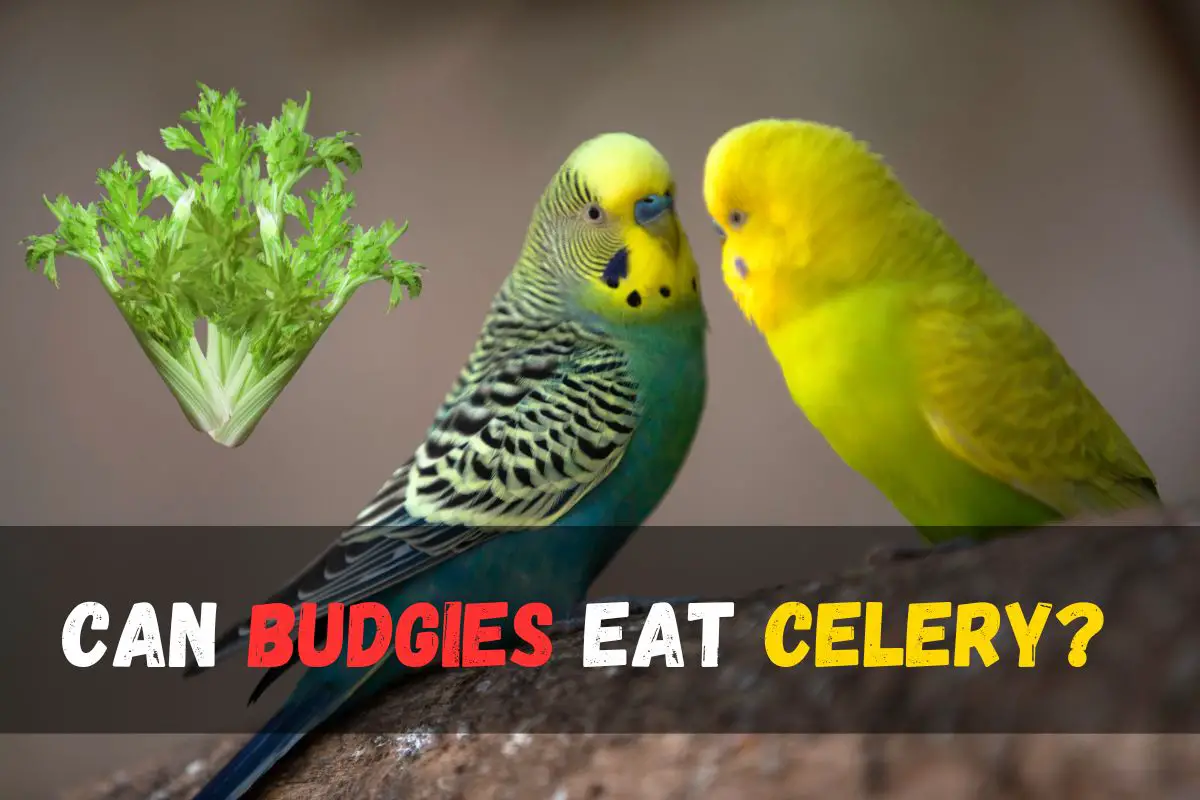 Can Budgies Eat Celery? Your Complete Guide to Budgie Nutrition