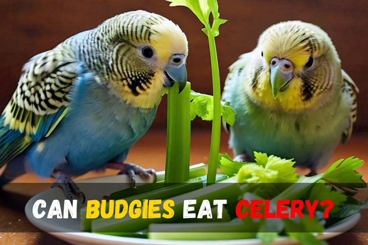 Can Budgies Eat Celery?