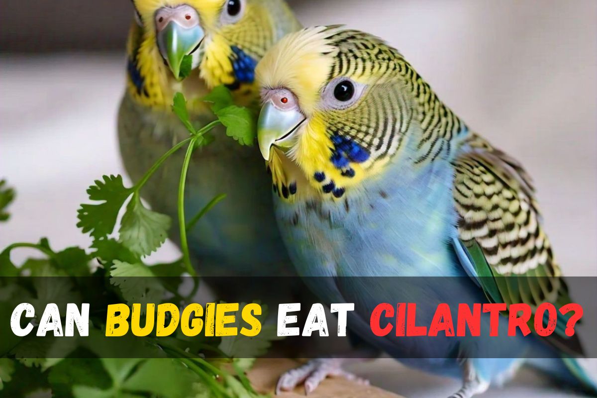 Can Budgies Eat Cilantro
