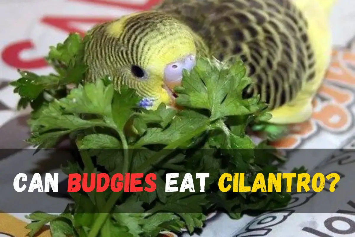 Can Budgies Eat Cilantro?