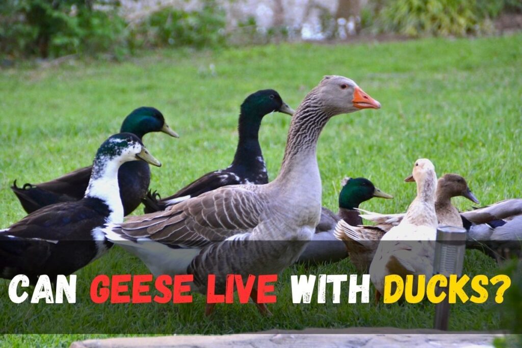 Can Geese Live With Ducks?