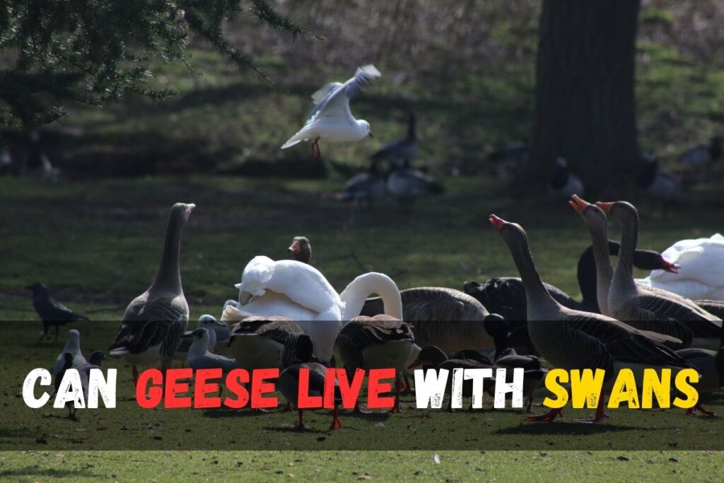 Can swans mate with geese?