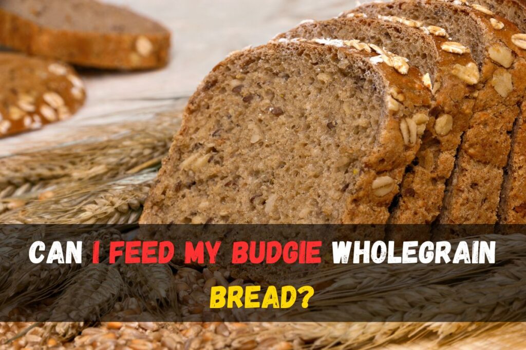 Can I feed my budgie wholegrain bread
