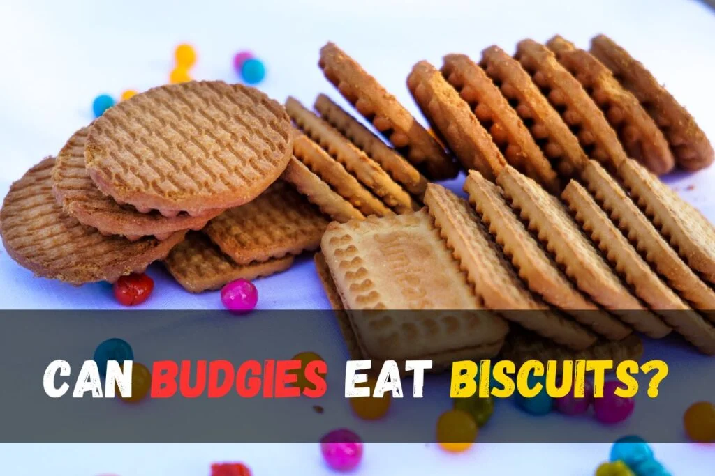 Can budgies eat biscuits?