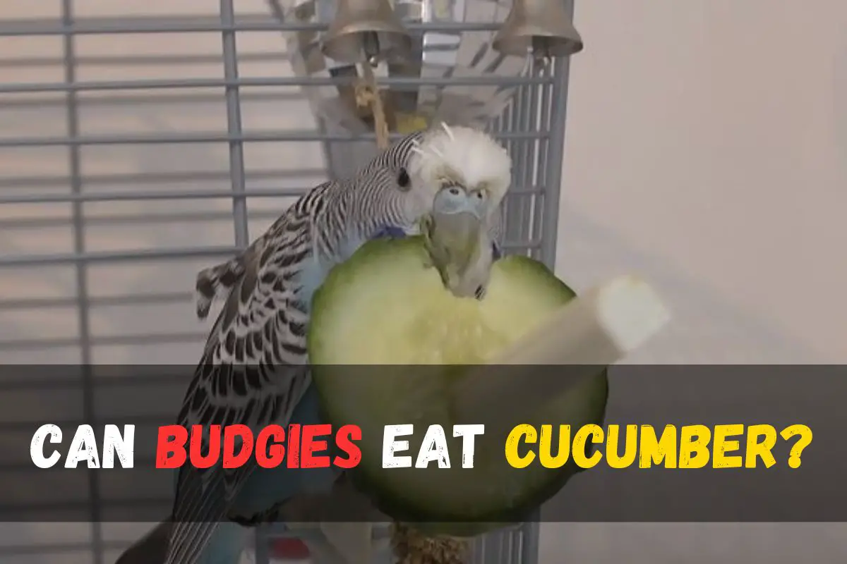 Can budgies eat cucumber