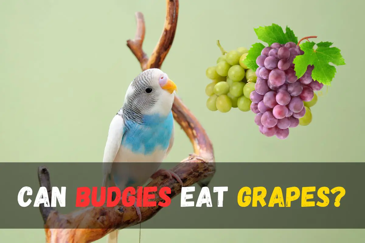Can budgies eat grapes