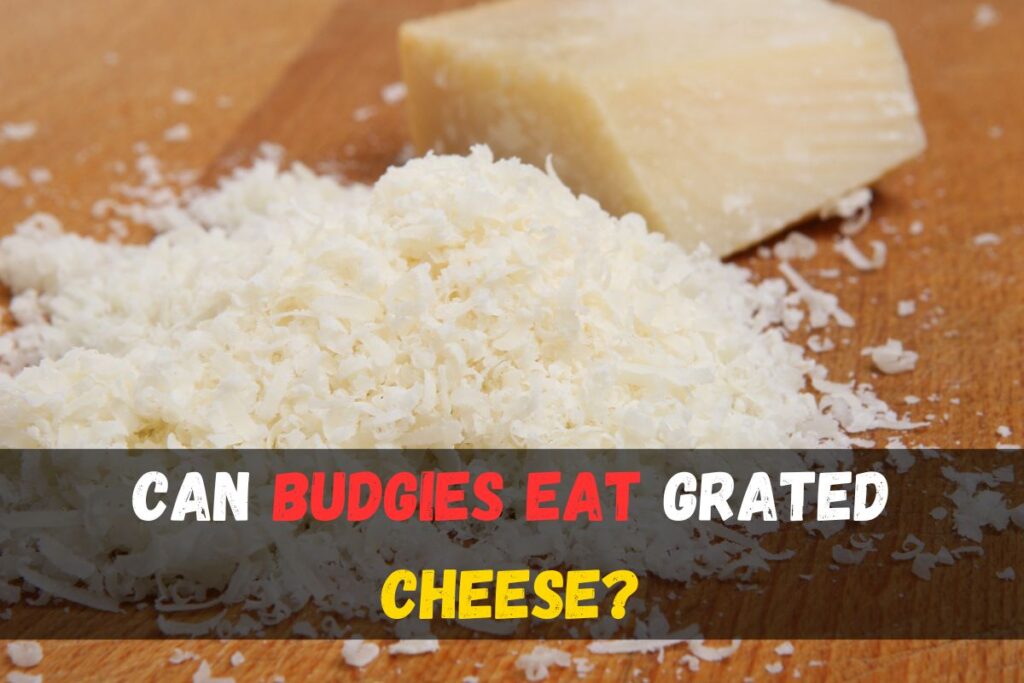 Can budgies eat grated cheese