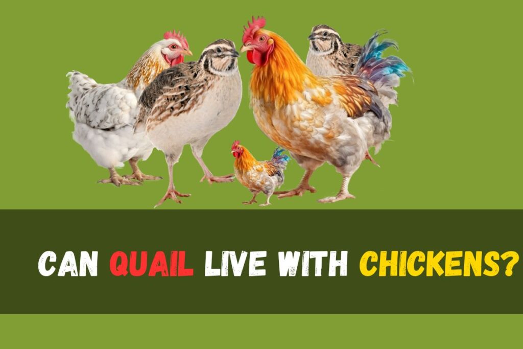 Can Quail Live With Chickens? Essential Guide & Risks