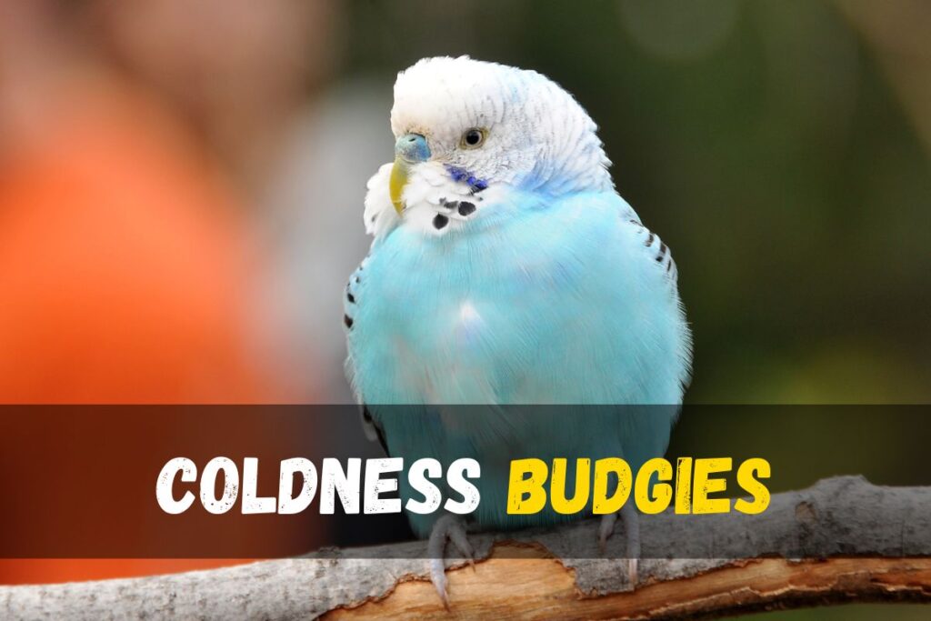 Why Do Budgies Puff Up Unveiling the 9 Fascinating Reasons