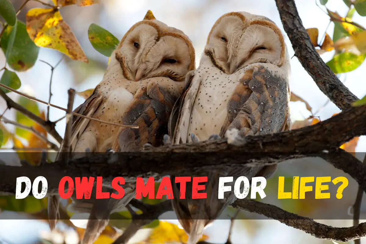 Do Owls Mate for Life? Unlocking the Secrets Truth About Owl Love