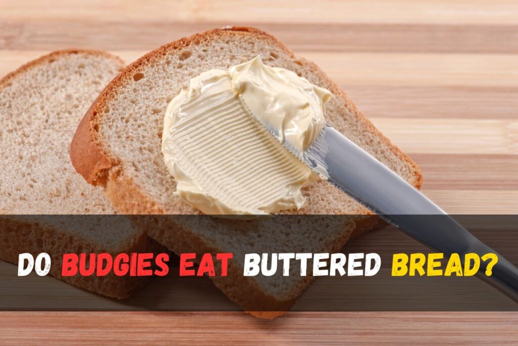 Do budgies eat buttered bread