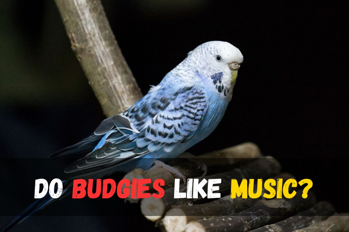 Do budgies like music?