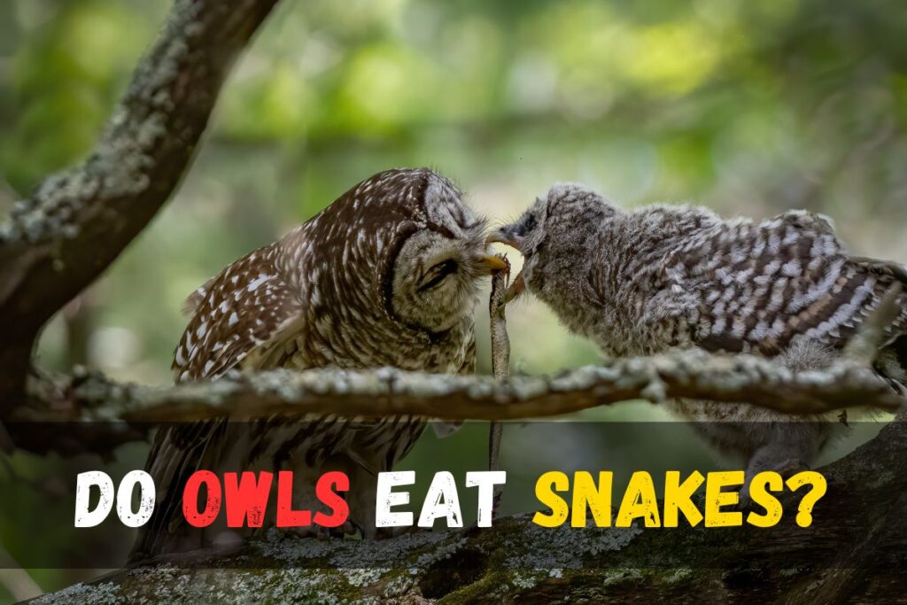 Do Owls Eat Snakes? Unraveling the Mystery of Owl Predation