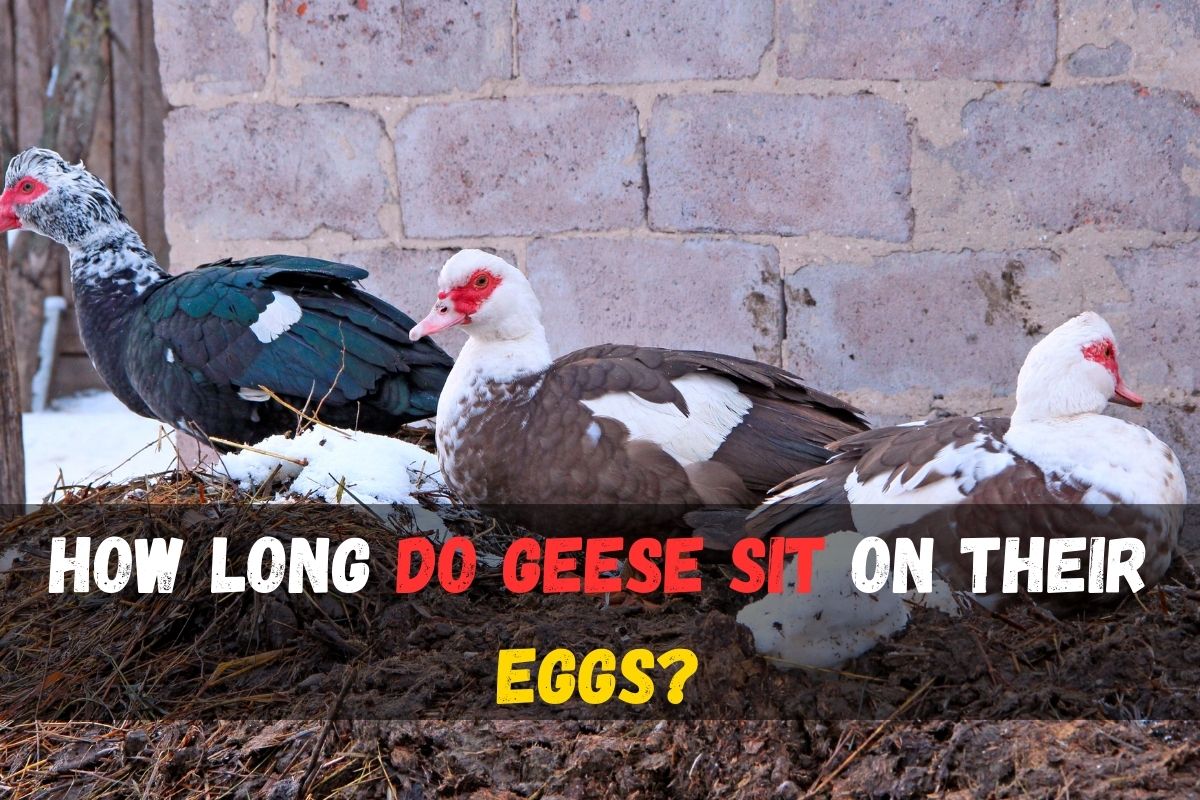 When Do Geese Lay Eggs? Unveiling nature's reproductive secrets