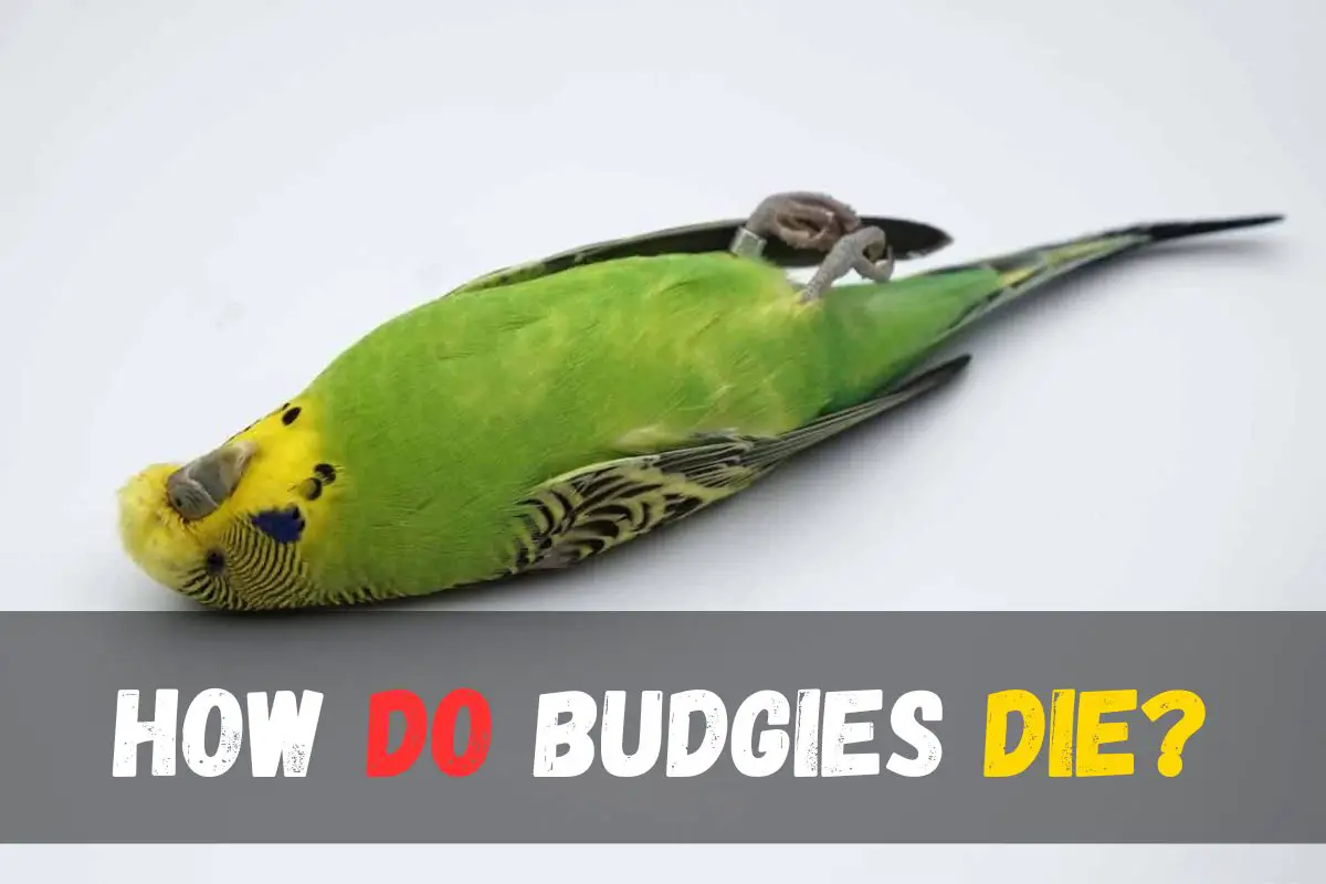 How do budgies die
