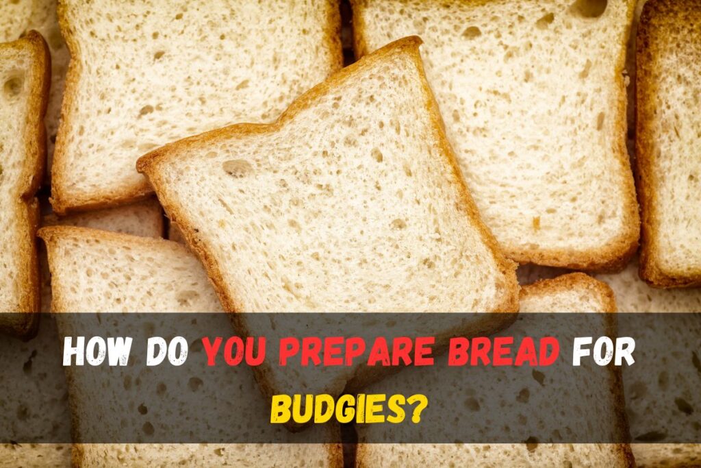 How do you prepare bread for budgies