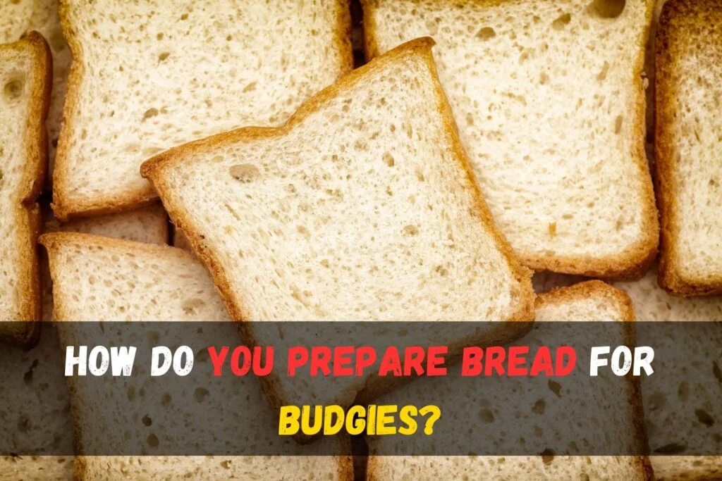 How do you prepare bread for budgies