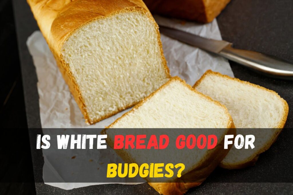 Is white bread good for budgies?
