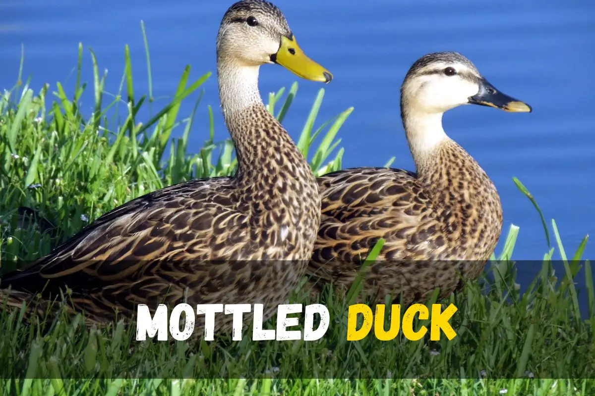 30 Types Of Ducks In Texas A Comprehensive Guide