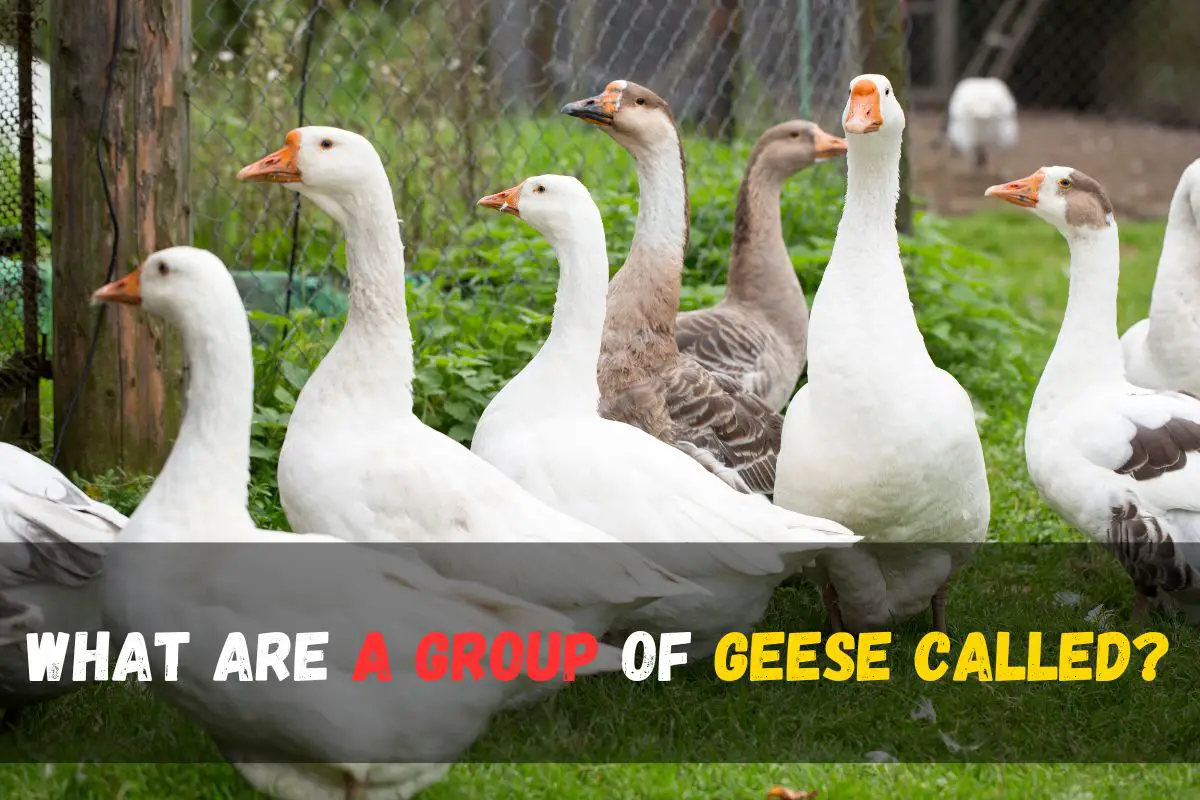 What a Group of Geese is Called | Fascinating Collective Nouns