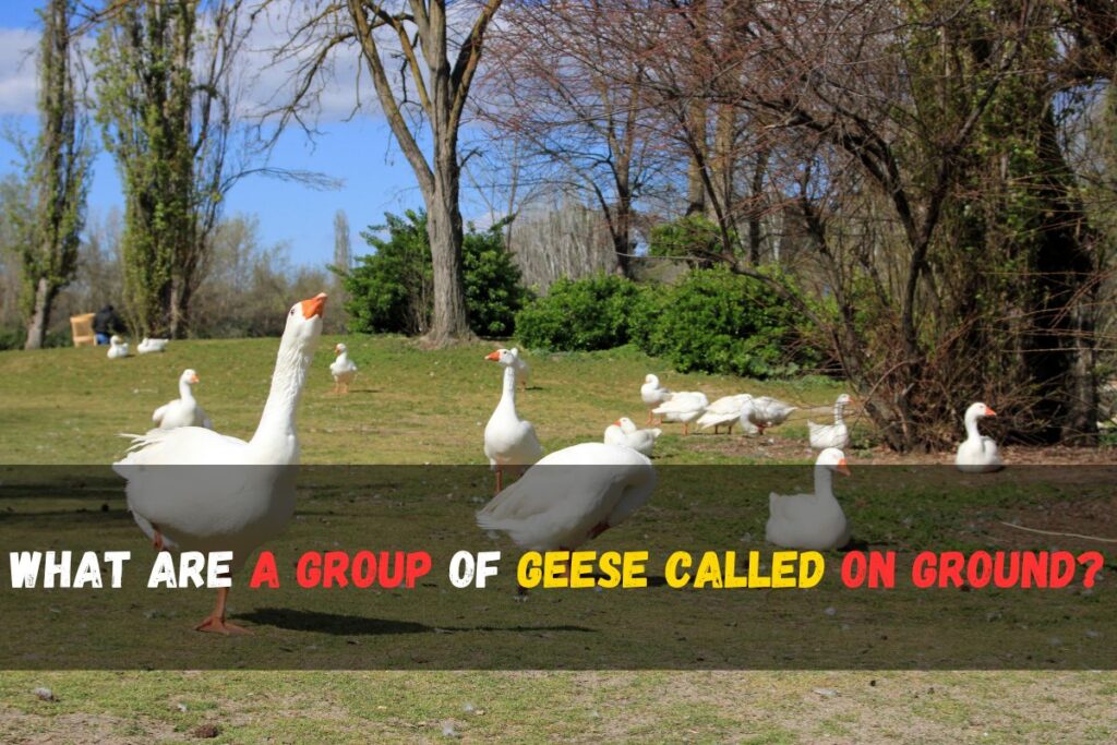 What a Group of Geese is Called | Fascinating Collective Nouns