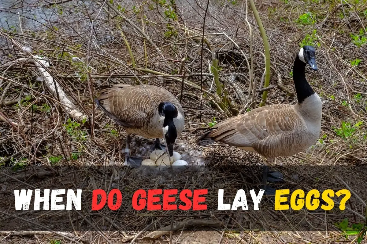 When Do Geese Lay Eggs? Unveiling nature's reproductive secrets