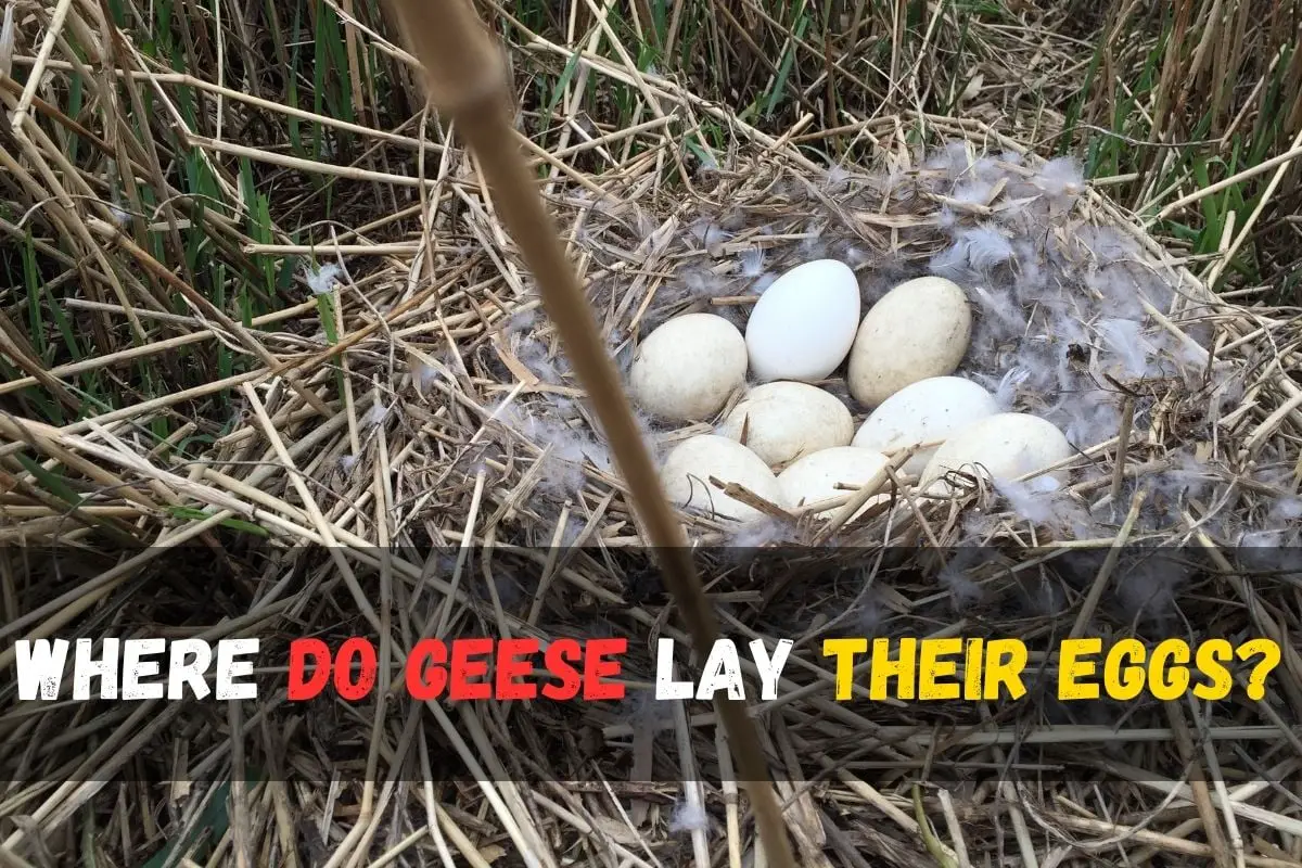 When Do Geese Lay Eggs? Unveiling nature's reproductive secrets