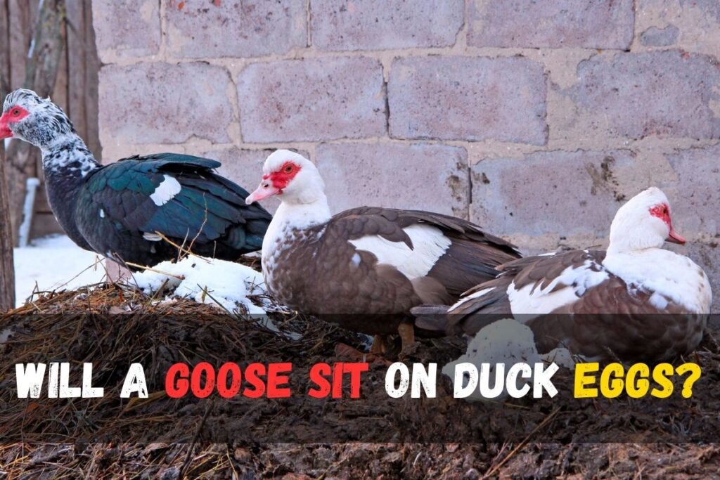 Will a Goose Sit on Duck Eggs?