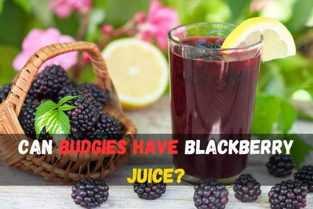 can budgies have blackberry juice