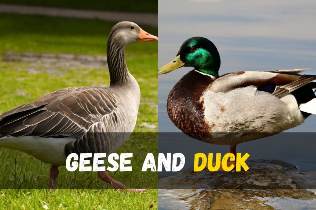 Duck and Goose Hybrid Species