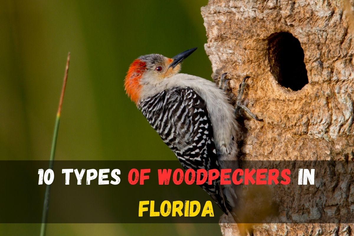 10 Types of Woodpeckers in Florida