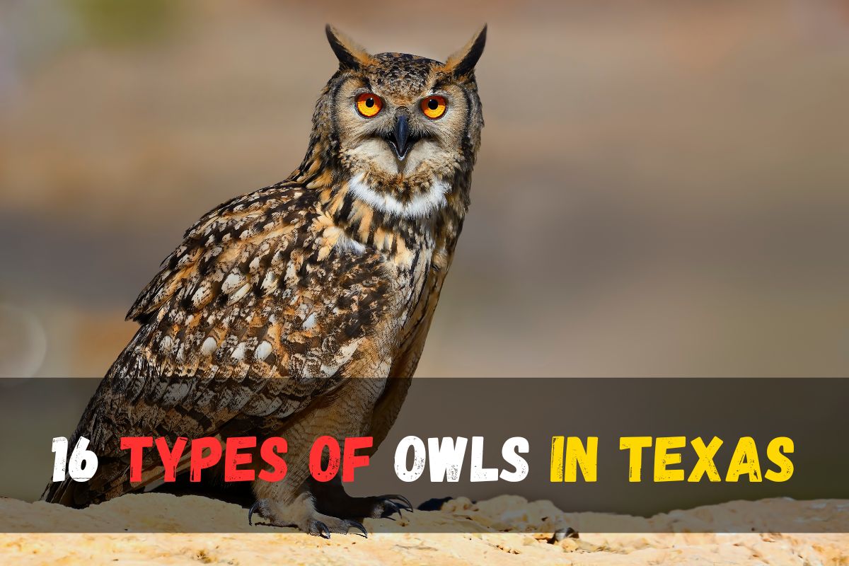 Discover 16 Types of Owls in Texas