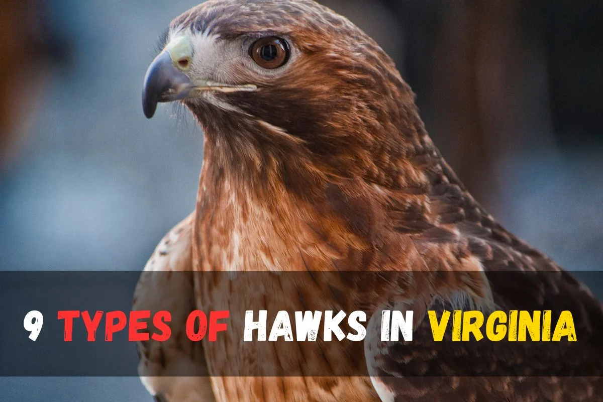 9 Types of hawks in Virginia