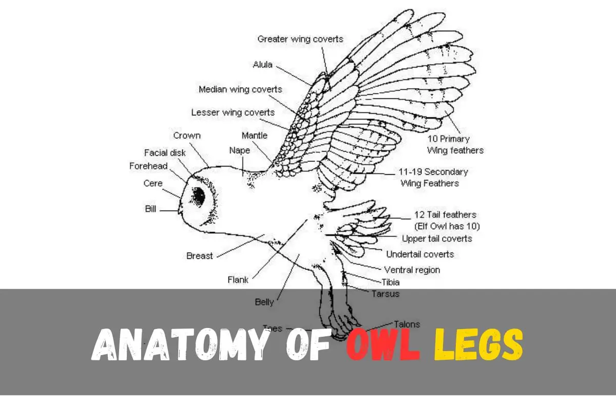 How Long Are Owls Legs? Discover the Fascinating Anatomy