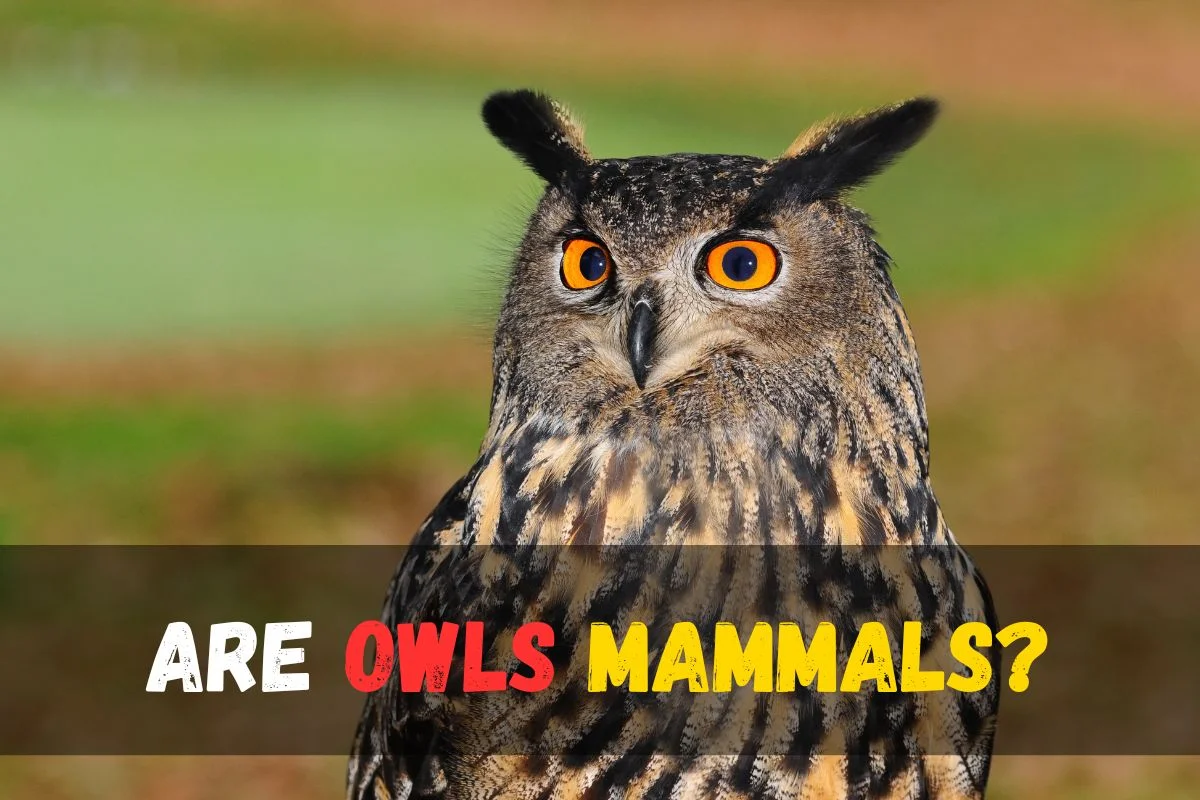 Are Owls Mammals?