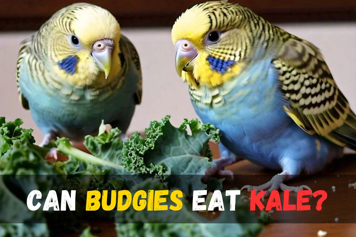 Budgies Eating Kale